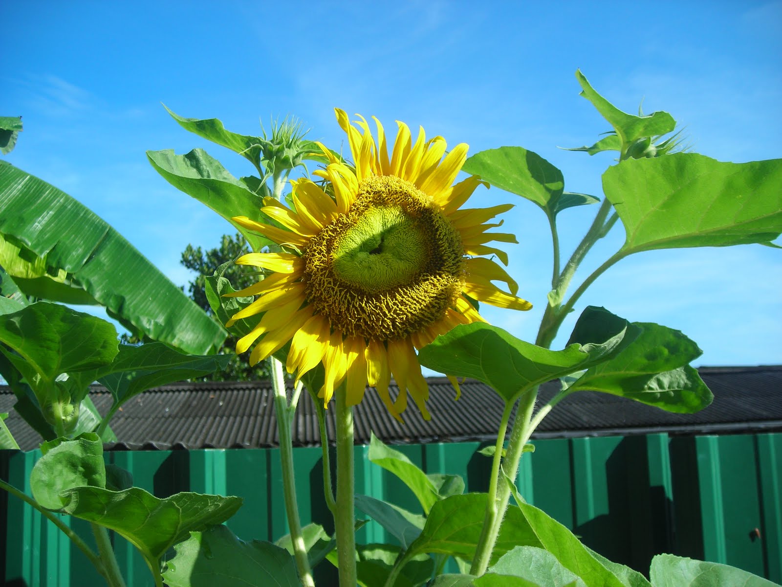 Cara Dan Teknik Menanam Bunga Matahari Yang Baik Dan Benar Dackbloom