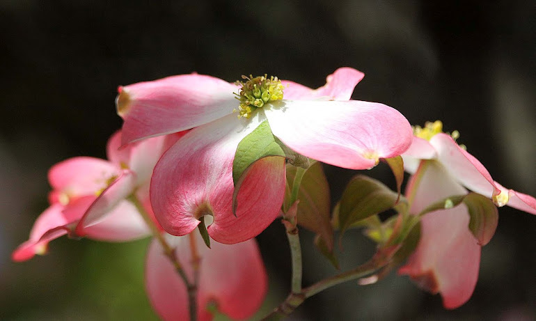 Pink Dogwood, Spring 2012