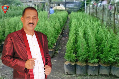 Pemkot Ambon Terima 300 Anakan Pohon Cemara Kencana Dari PT PLN 1 cemara pohon kota