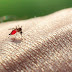 That's Why Mosquitoes Choose To Bite Some People But Leave Others Alone