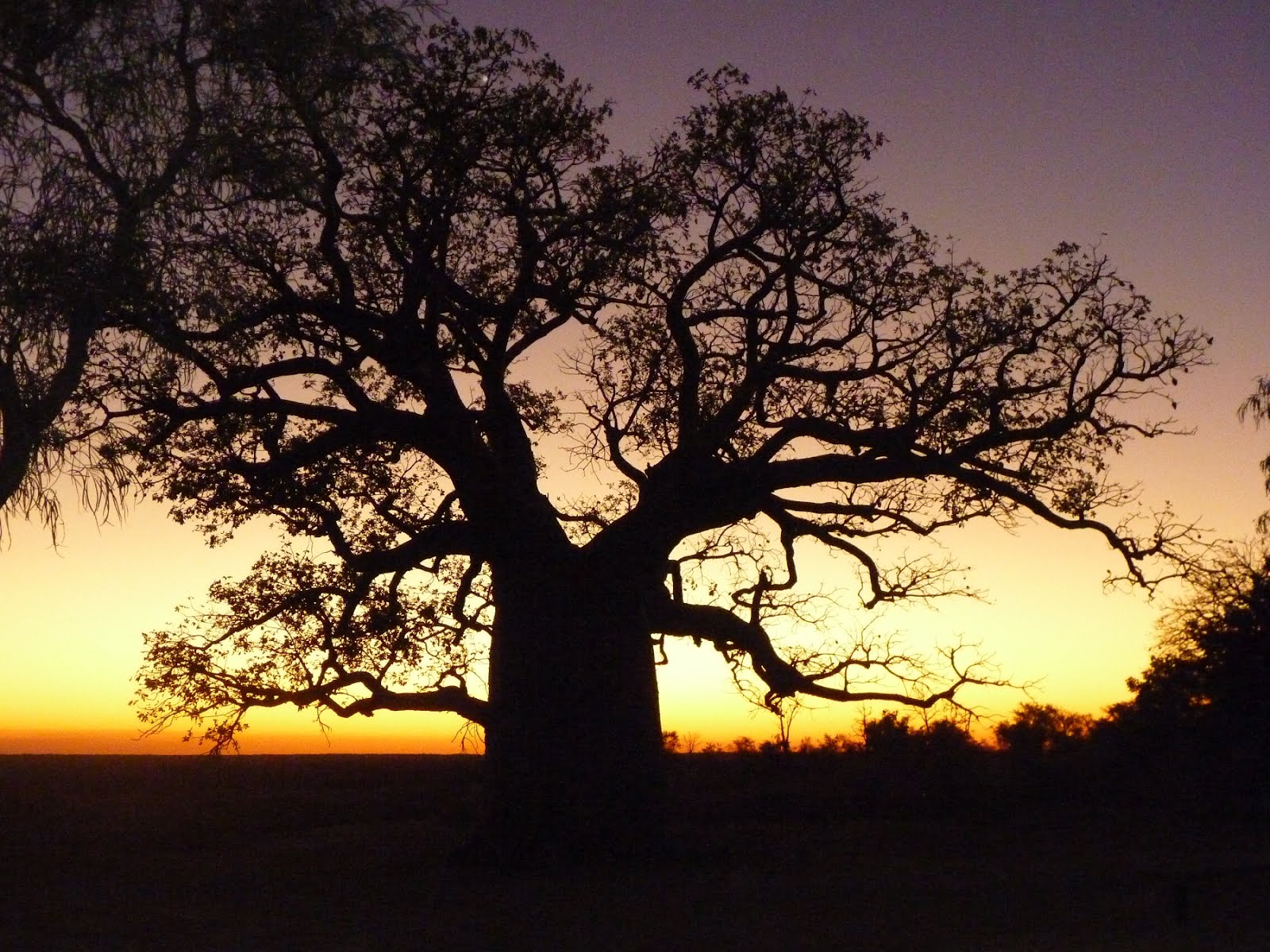 Just Keep on travelling: Spectacular boab tree at sunset