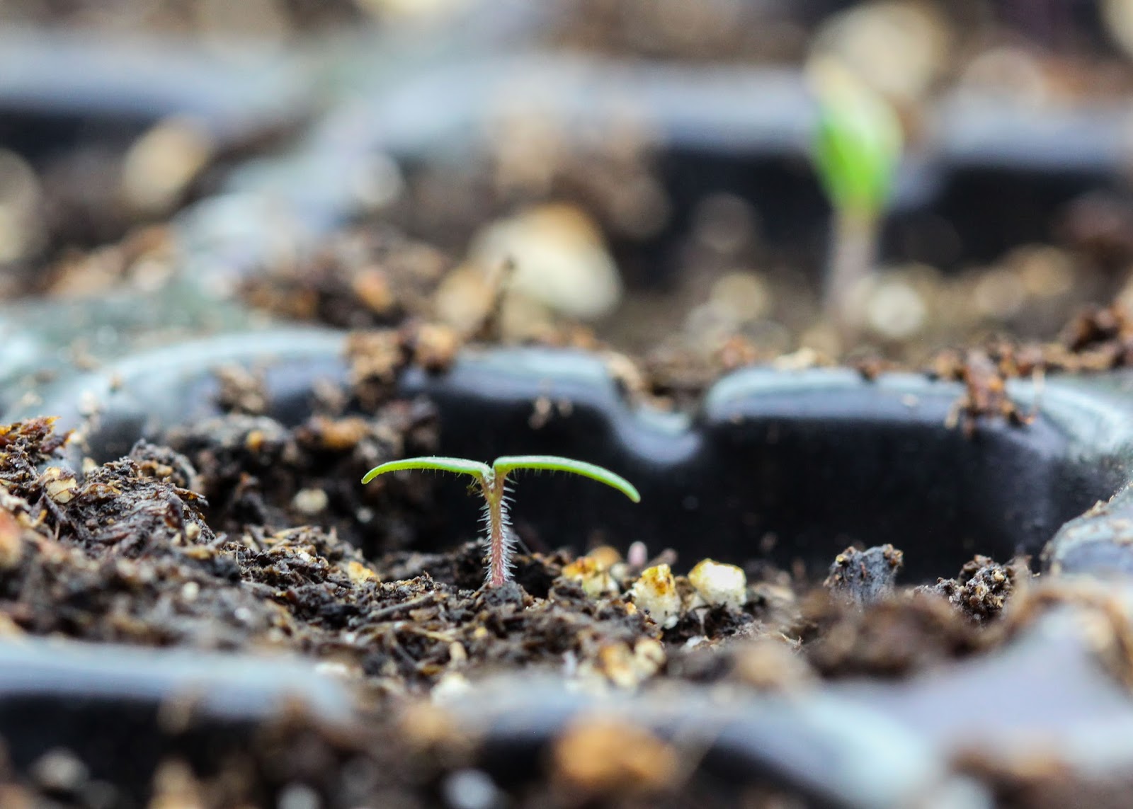 Red House Garden Seed Starting Tips