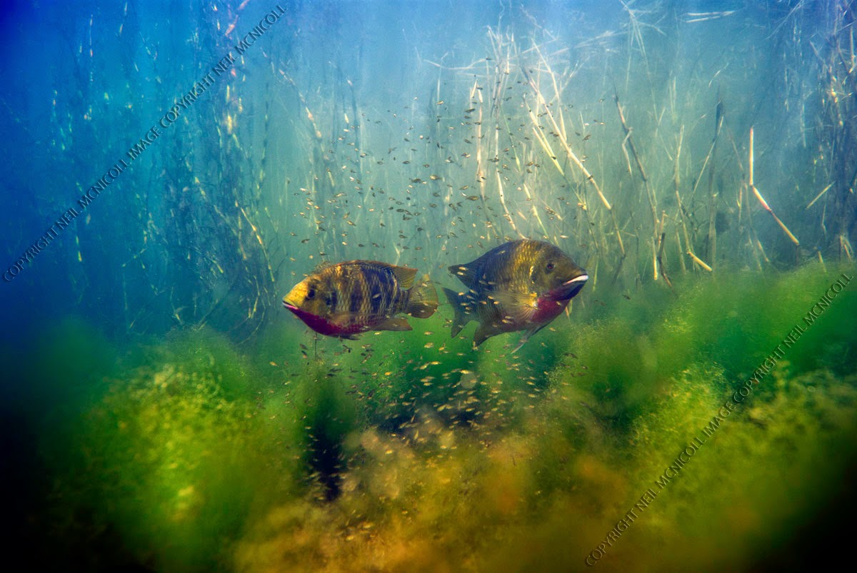 Freshwater Fish Photographs Tilapia