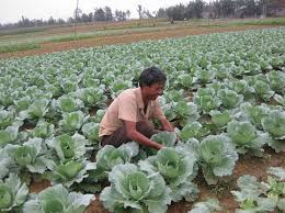 5 cách làm giàu từ nông nghiệp nhanh chóng và hiệu quả