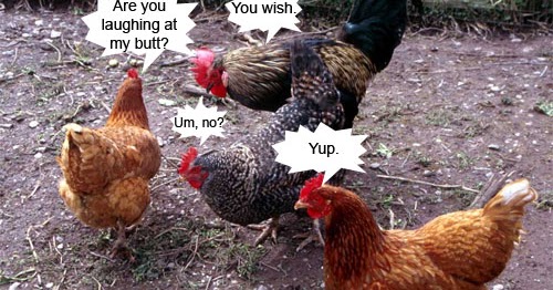 Chickens freak me out - Andrea Mulder-Slater's Blog | NoReallyAndrea.com