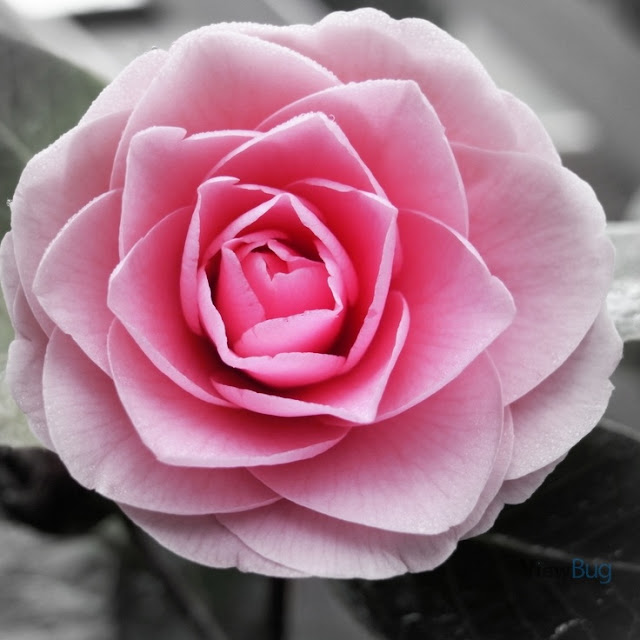 30 Stunning Best Selective Color Photos - Fun photographs |Web Design