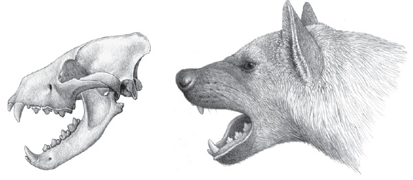 extinct hyaenidae Chasmaporthetes
