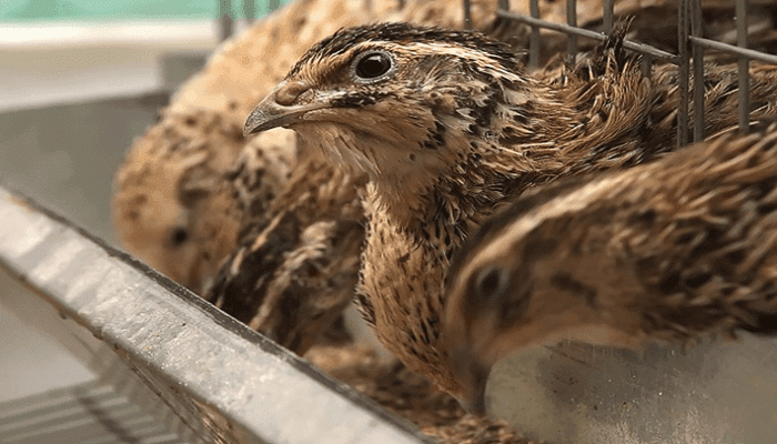 Beternak Burung Puyuh Tidaklah Sesulit Yang Dibayangkan, Beginilah Caranya! ternak burung puyuh, beternak burung puyuh, makanan burung puyuh, kendala beternak puyuh petelur, modal ternak puyuh petelur, burung puyuh jepang, harga burung puyuh, cara membuat kandang puyuh, cara memelihara burung puyuh di rumah, puyuh semak manipur, pakan puyuh petelur, ternak puyuh pedaging, alamat peternak puyuh di bandung, burung puyuh bertelur berapa kali sehari, buku panduan ternak puyuh, keuntungan ternak puyuh 1000 ekor, bisnis telur puyuh rebus, resiko ternak puyuh, modal usaha beternak puyuh, jenis puyuh peksi, budidaya burung puyuh, peluang bisnis burung puyuh, peluang usaha burung puyuh petelur, bisnis burung puyuh