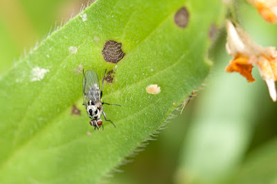 Anthomyia pluvialis (II) Antonio J. Pizarro