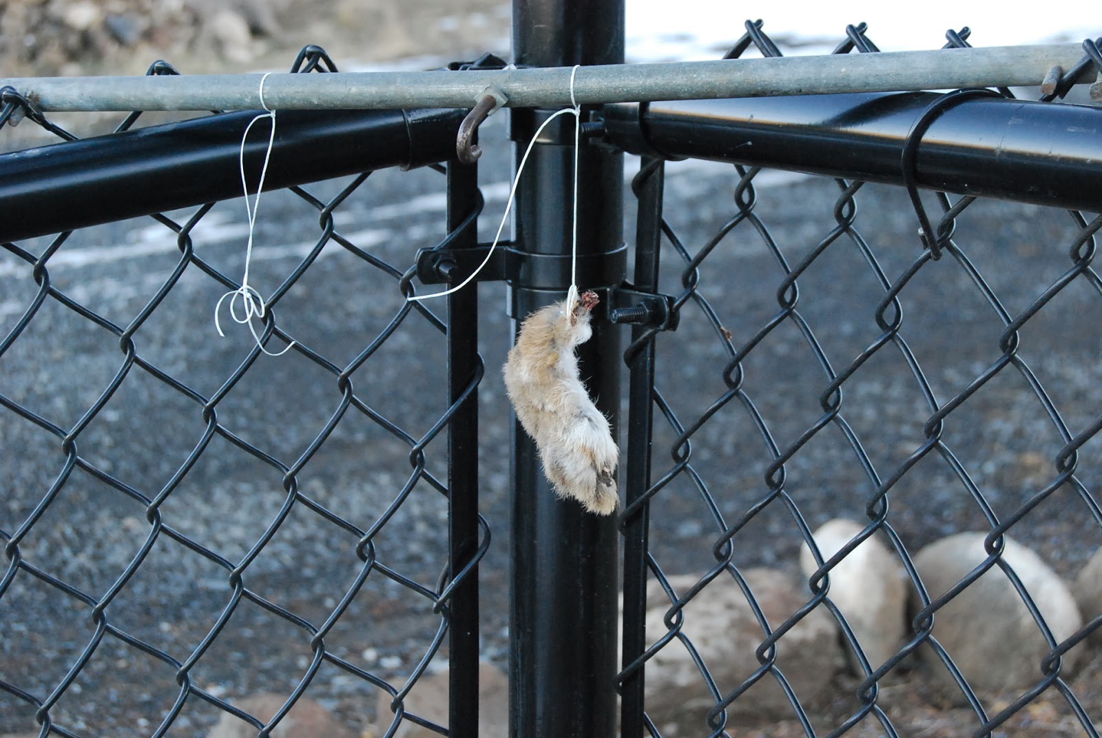 Wilamar Farm Rabbit Snare