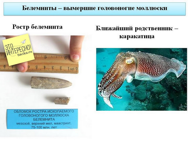 Ископаемый белемнит и его современный аналог Ископаемый белемнит и его современный аналог