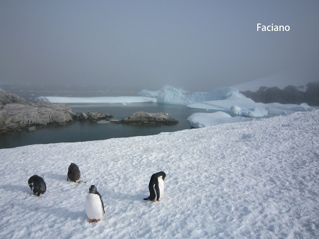 Antarctica南極,復活節島,法姿優乾洗頭乾洗髮