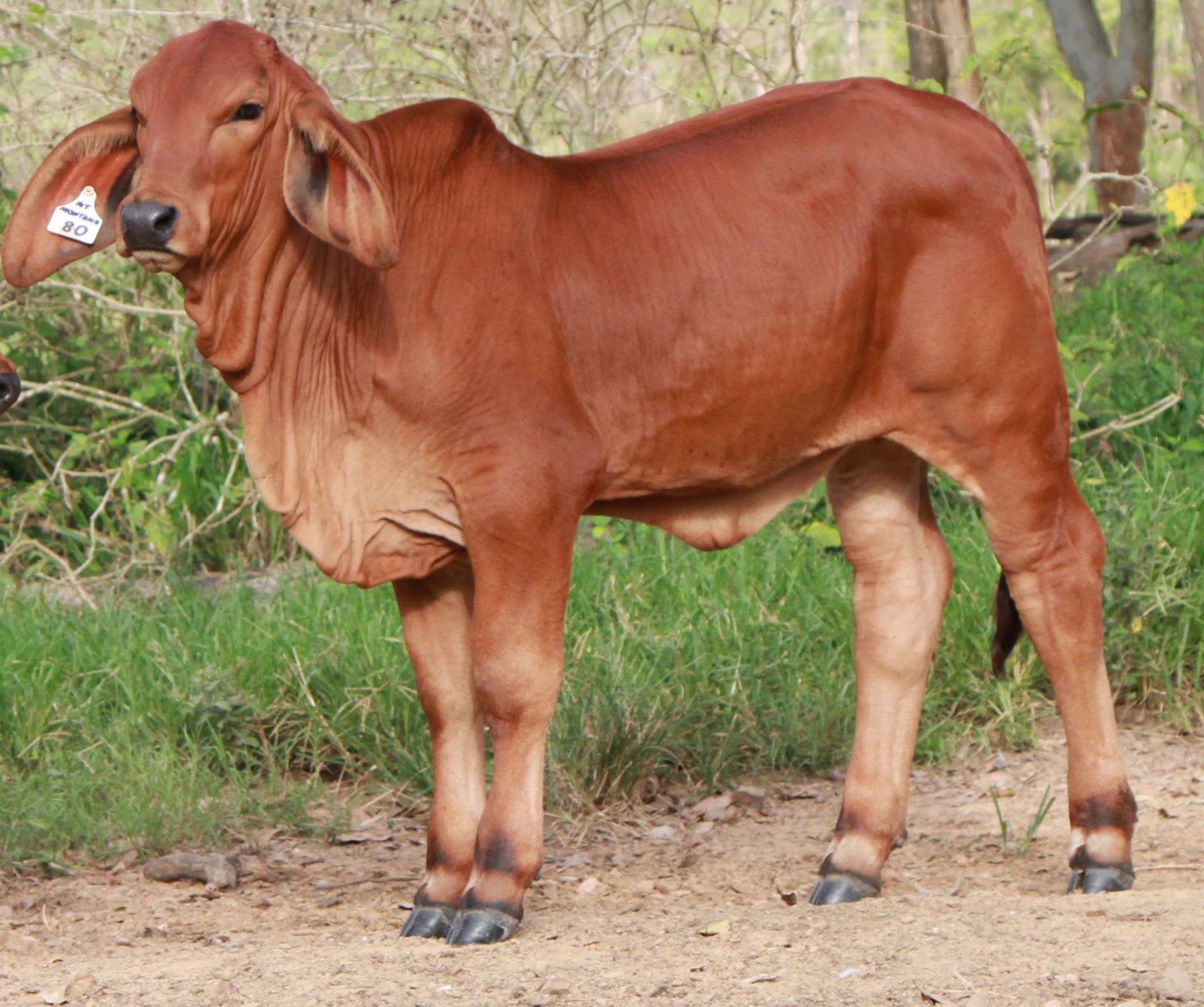 Lindley Park Brahmans IVF Calves