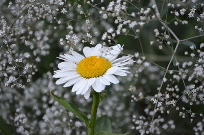 Angel Daisy Photo by Trisha Field