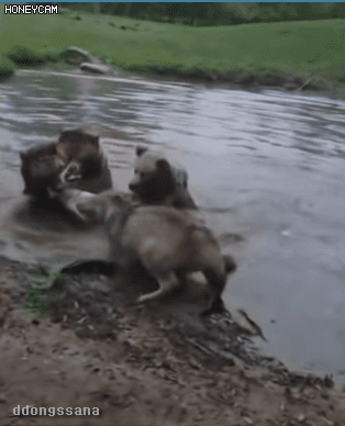 1.gif