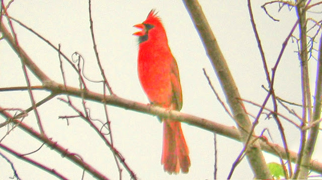 Northern Cardinal Singing 