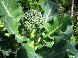 Brócoli Foto del brócoli con hojas grandes