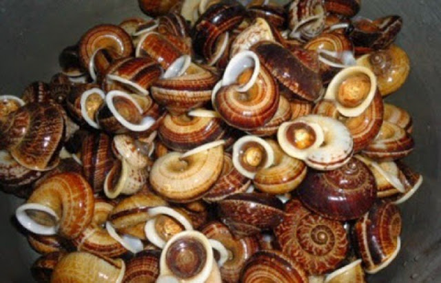 Suoi Bang rock snails - a delicacies not two 2