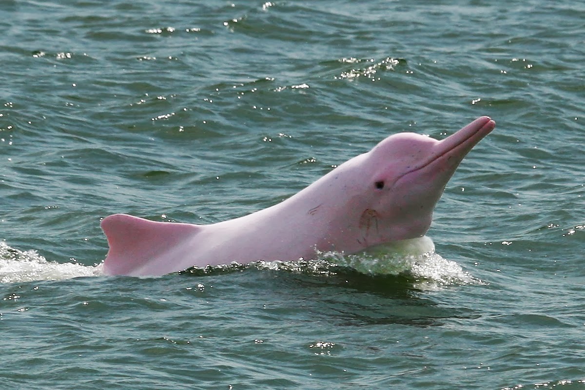 Le dauphin rose de Hong Kong en voie d’extinction ! Site