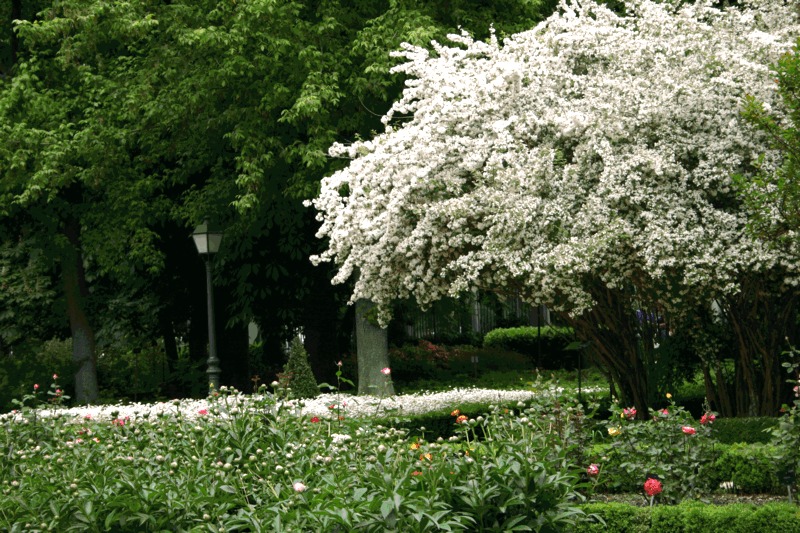 Real Jardín Botánico de Madrid Real Jardín Botánico de Madrid