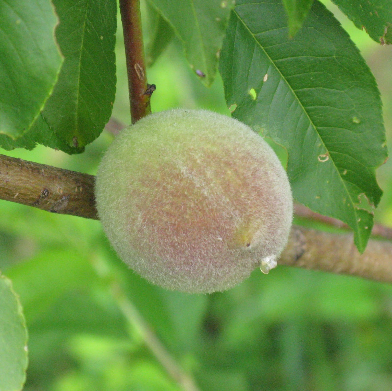 Fruit Tree Update Late May Farmstead Adventures