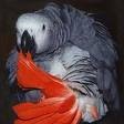 Nkussu, le perroquet