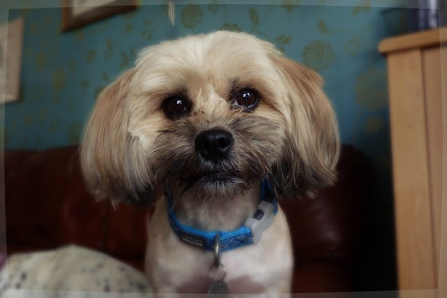 O estudo percebeu ainda que os cães param de seguir os comandos do humano que os enganou.