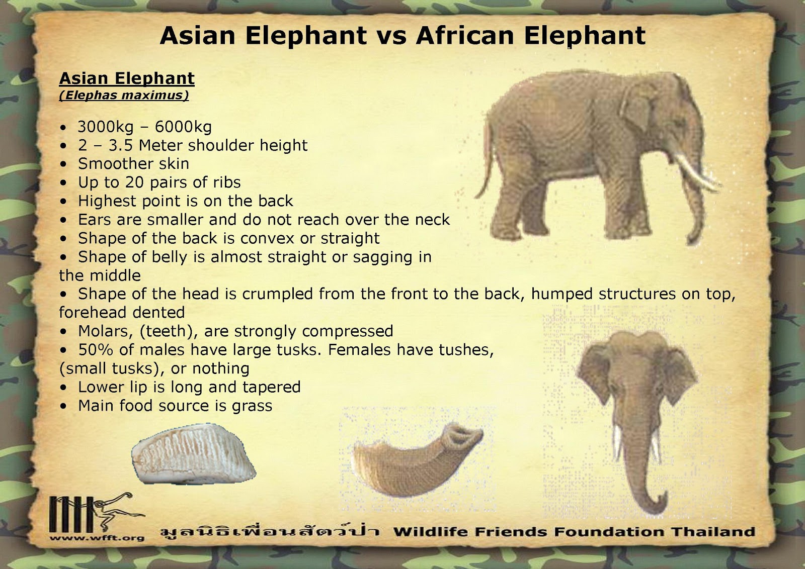 Facts about wild animals