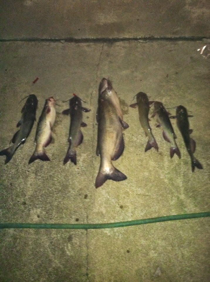 Fishing Tips Online Lake Life Catfishing March 17th using Stink Bait