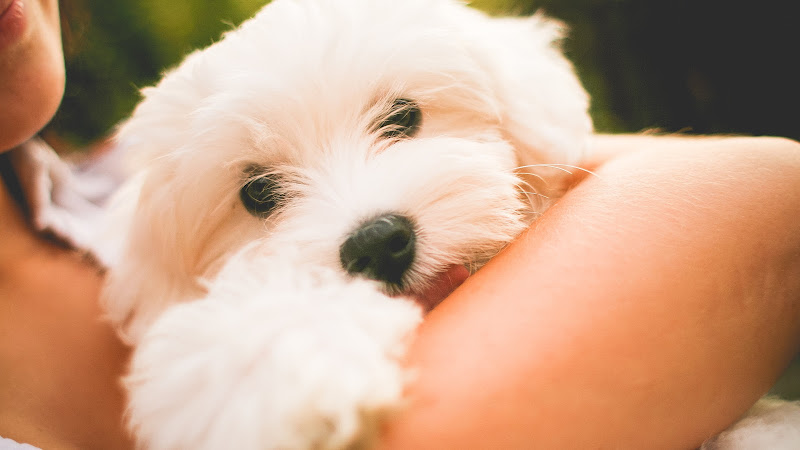 Lovely Maltese Puppy HD