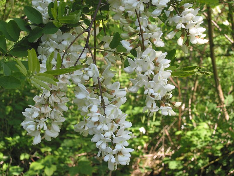 Tree Notes The Durable Wood of the Black Locust Tree
