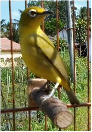 Daftar Nama Nama Macam Jenis Burung Kicau Disertai Foto Dan