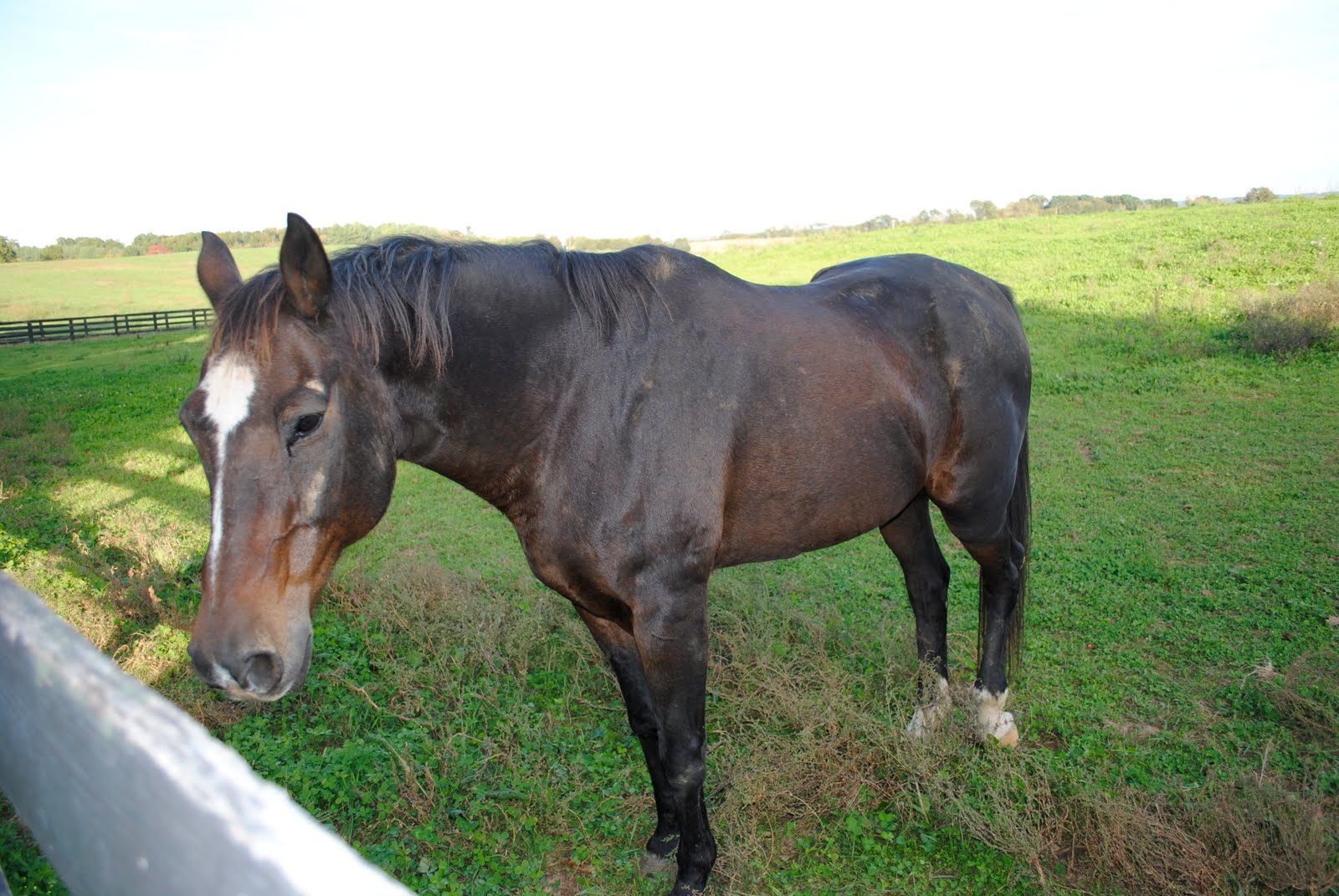 Shenandoah River, Blue Riidge Mountains and Northern Virginia Horse
