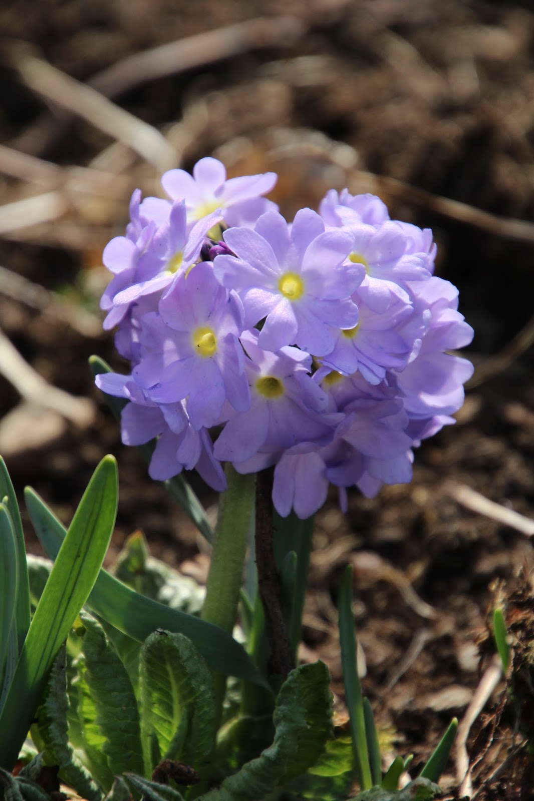 Bollviva Primula denticulata