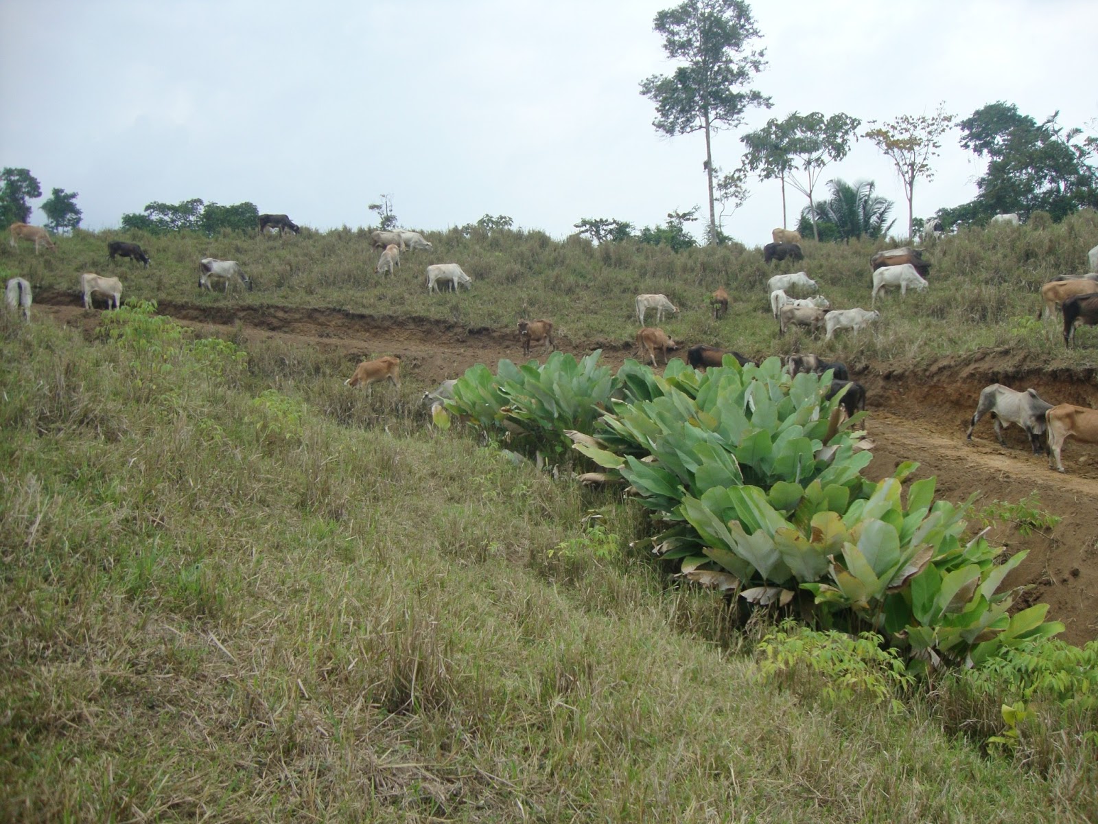 Venta Hacienda El Carmen Pedernales Km46 ECUADOR / For Sale Farm El