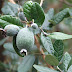 Ο φαρμακευτικός καρπός Φειζόα (FeiJoa Sellowiana)