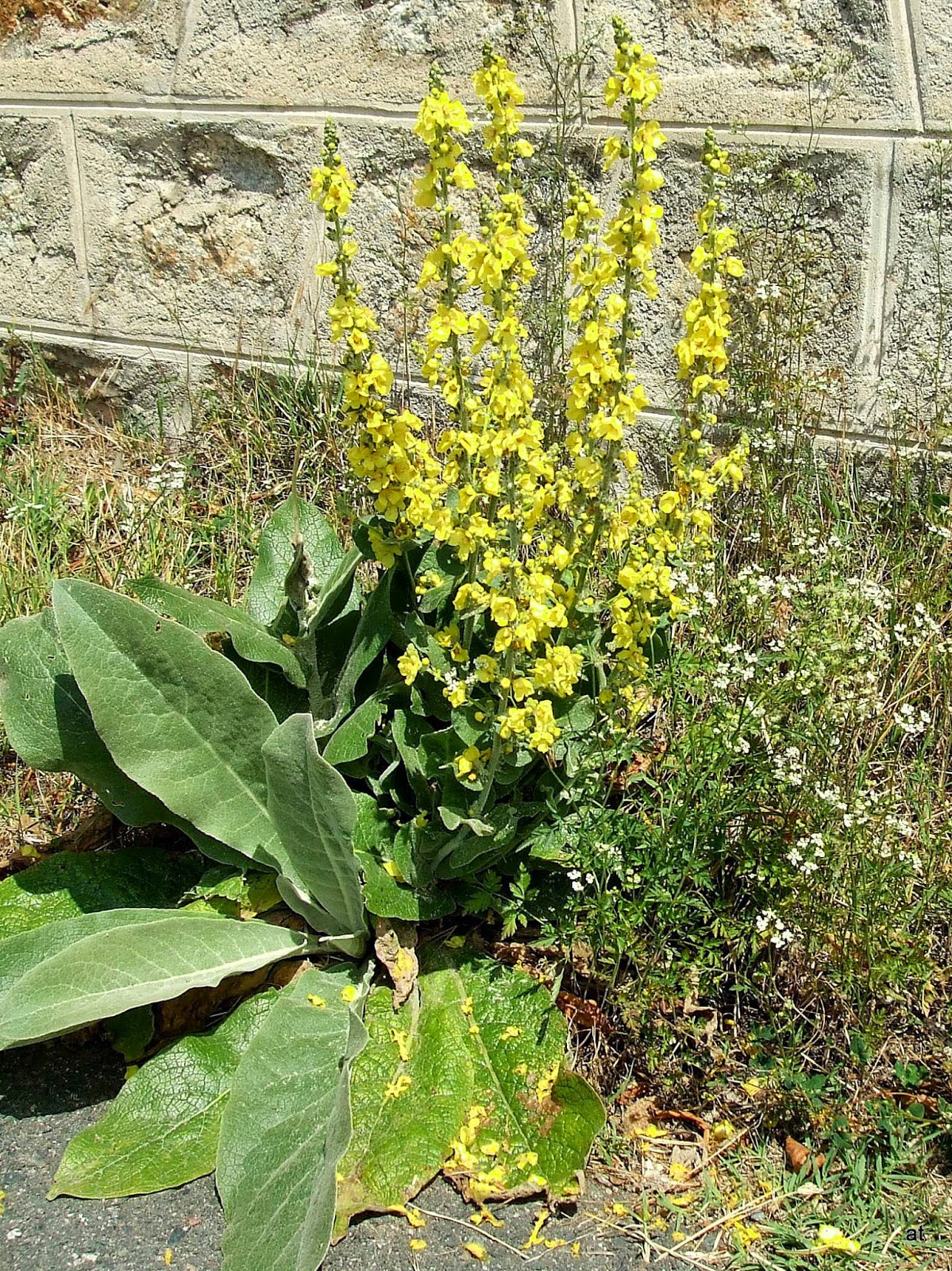 Eculieu le hameau Un bouillon qui vous veut du bien