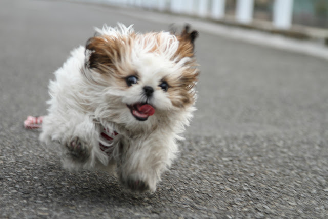 Shih tzu-parquinho