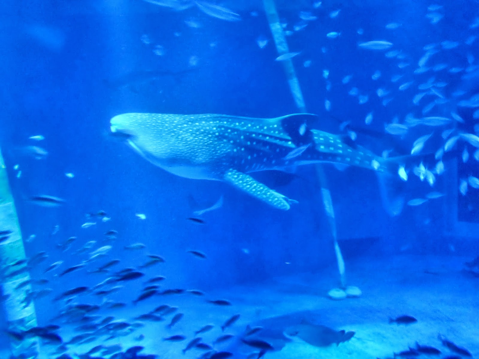 かめきちの水族館ブログ いおワールドのジンベエザメ死亡についておもうこと