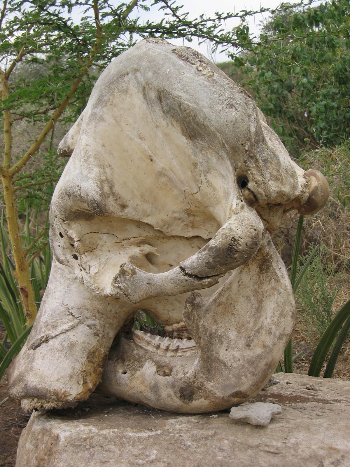 Cráneo de Elefante