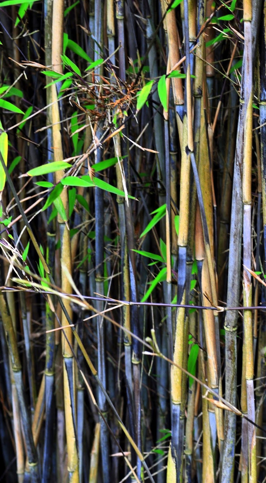 Bamboo, Books, Wildlife and other Trees Bamboo diary Fargesia nitida
