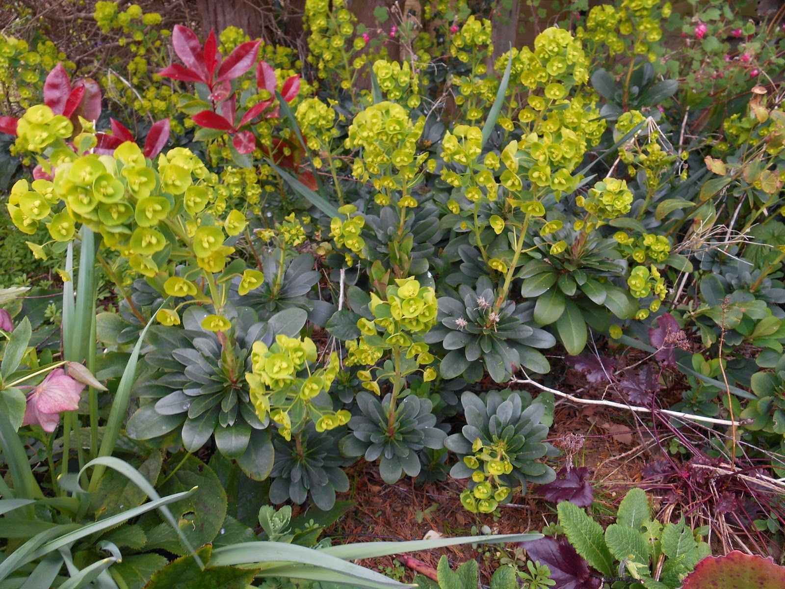 Tony's Blog Splendid spurges