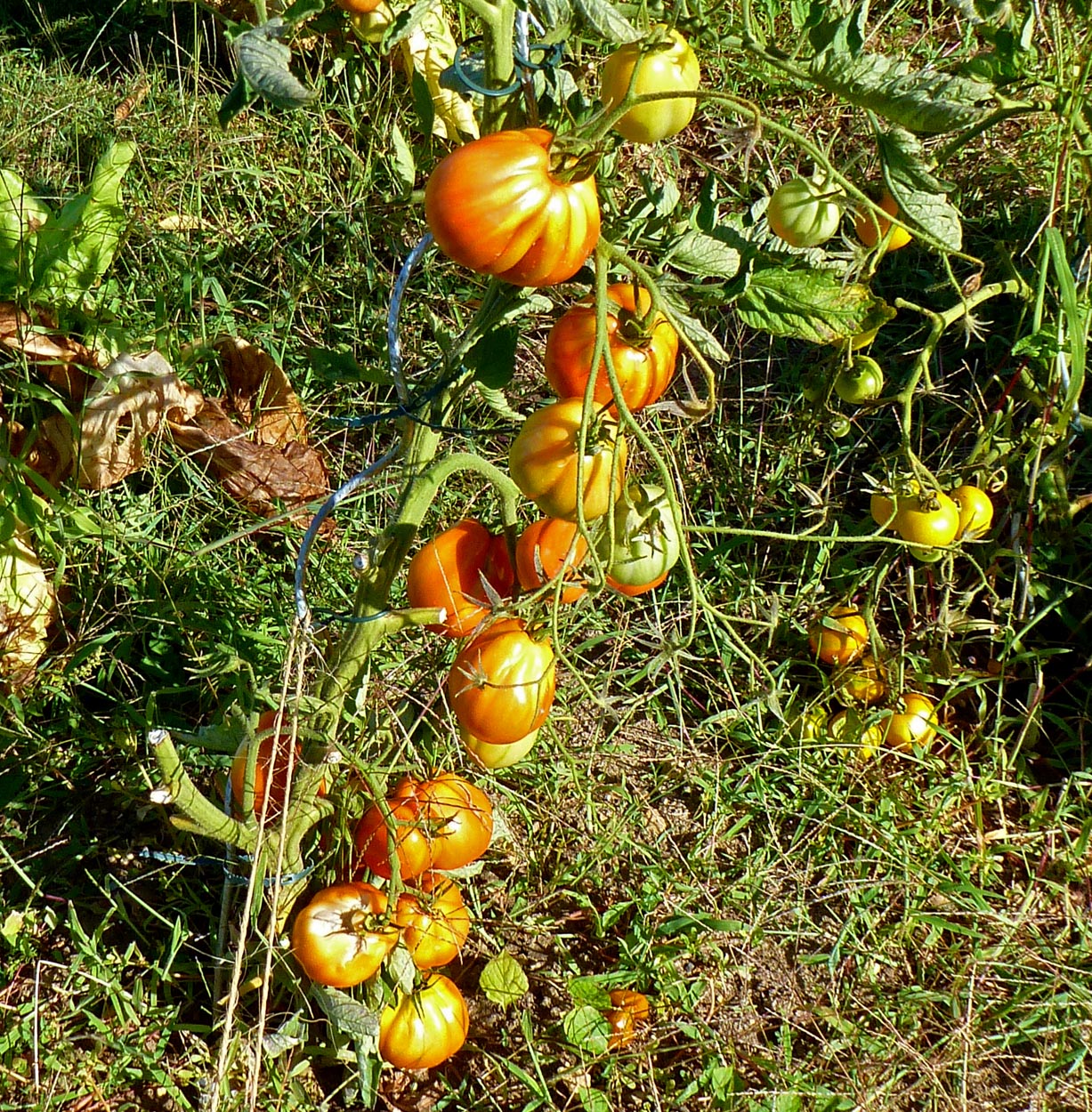 Living the life in SaintAignan Sunburned tomatoes