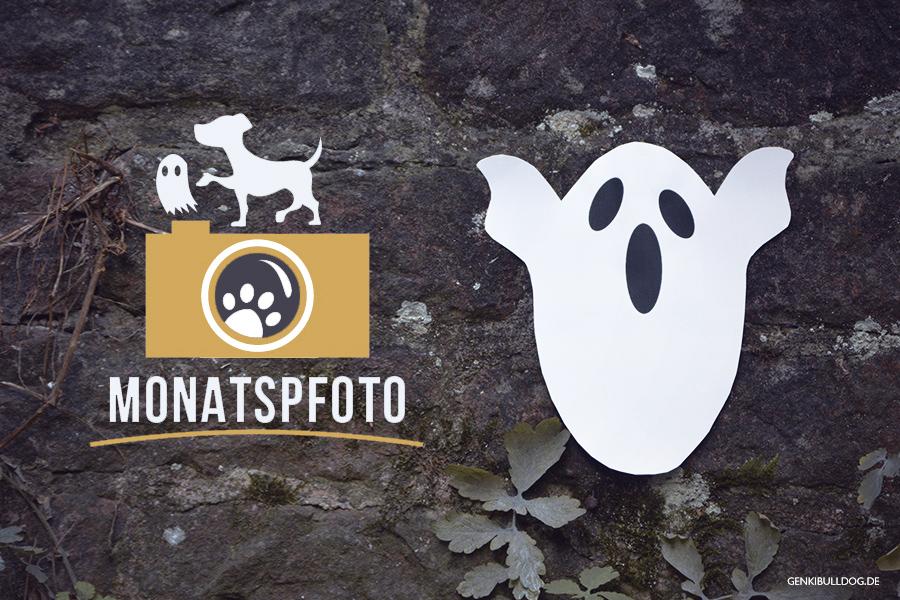Monatspfoto Oktober: Ach du Schreck Monatspfoto Oktober: Ach du Schreck