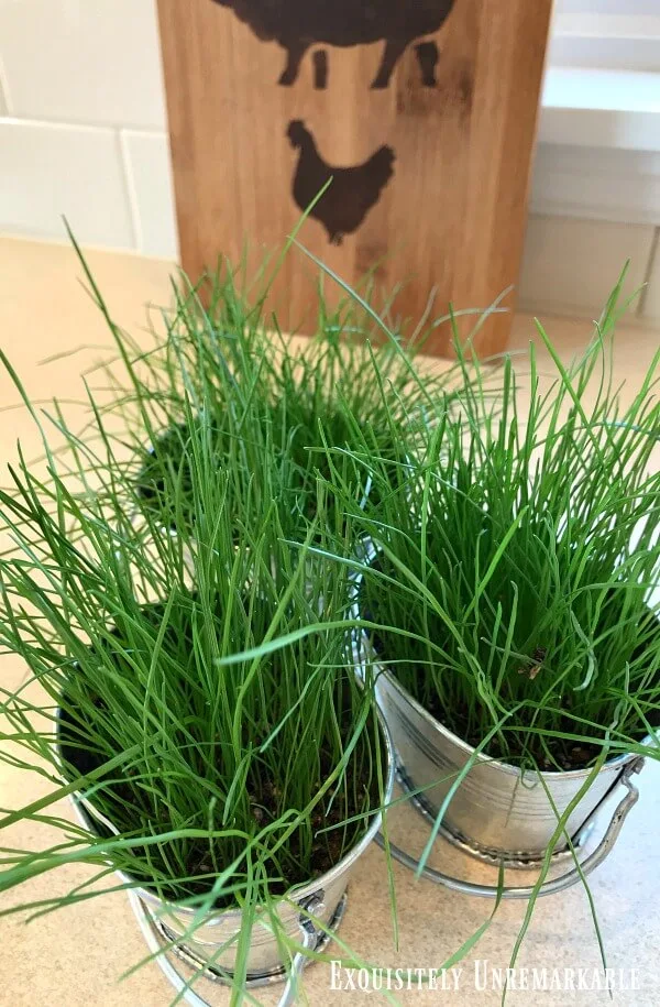 Grass growing in three small metal tins