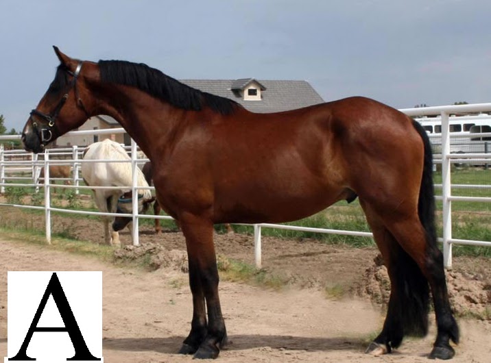 North Horse Conformation Quiz Freisian Sport Horses