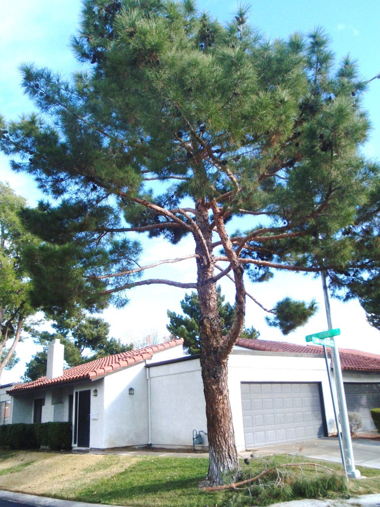 Xtremehorticulture Of The Desert When And How Do You Prune Pine Trees Pine Tree Thinned To Reduce Sail On The Canopy Resulting Several Years Later In Caliper Loss Branch And Subsequent Limb Breakage Bottom Center