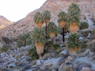 View south toward Fortynine Palms Oasis, Joshua Tree National Park