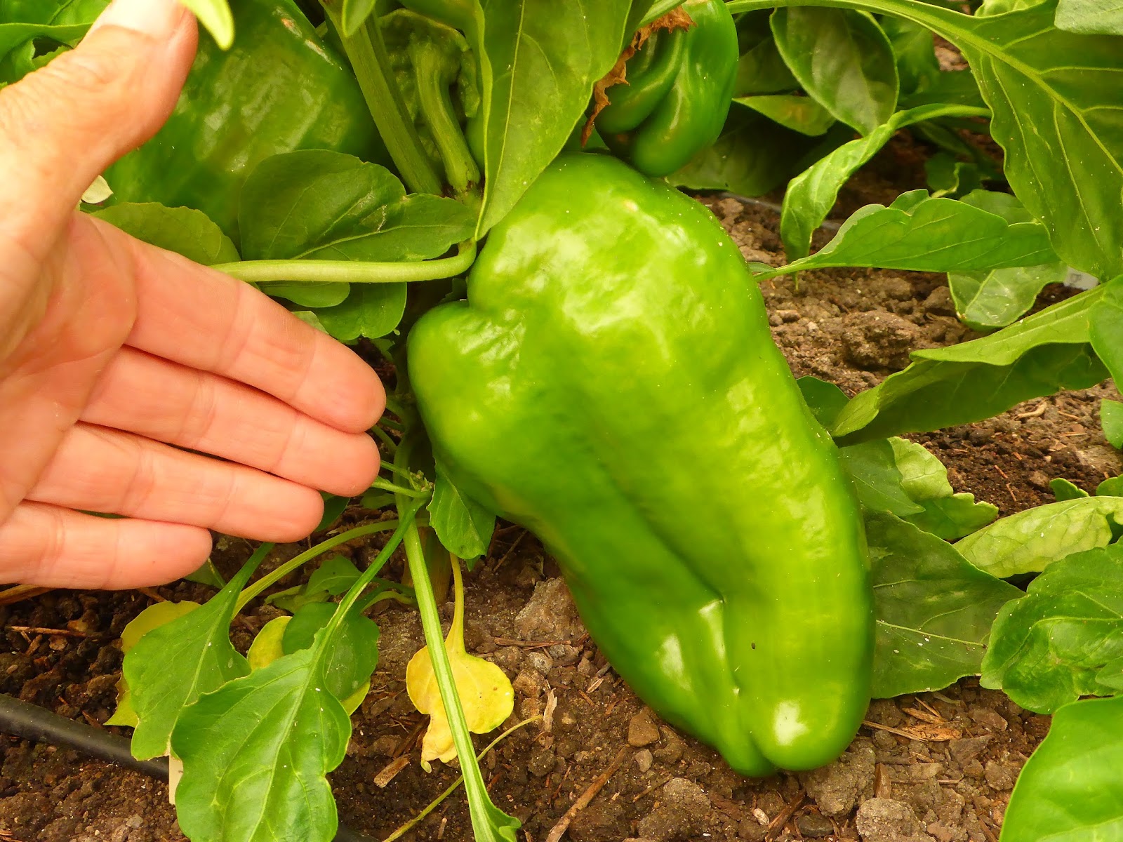 From Seed To Table Pepper Progress Report