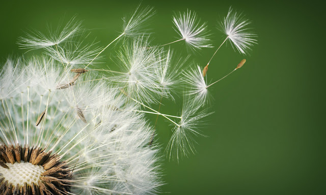 dandelion root pills dandelion root pills